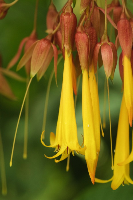 Yellow Flowers