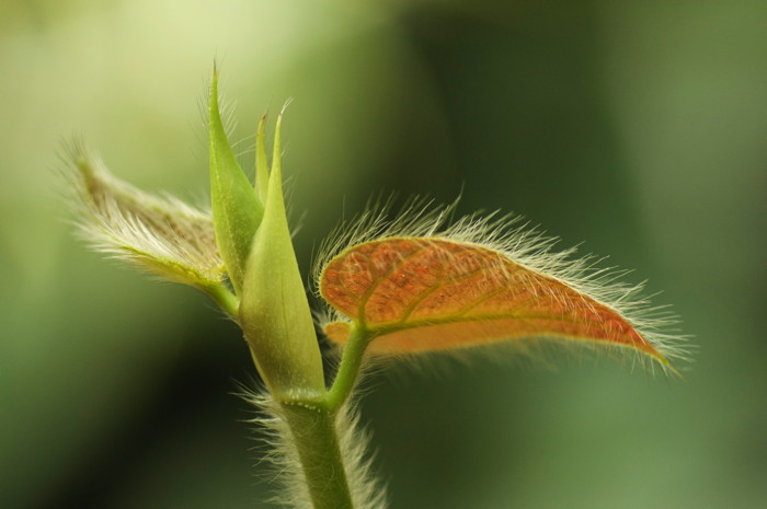 Hairy Leaf