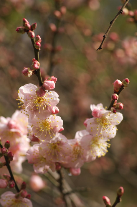 Pink Flowers
