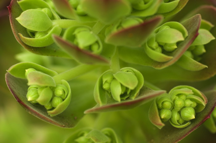 Succulent Buds