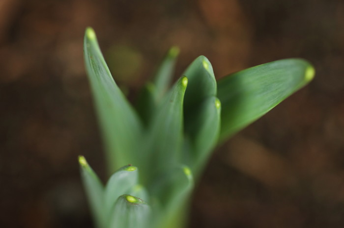 Daffodil Plants