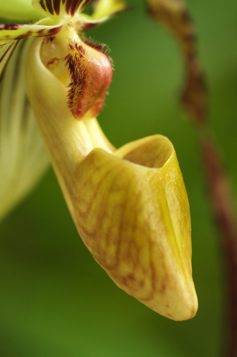 Orchid