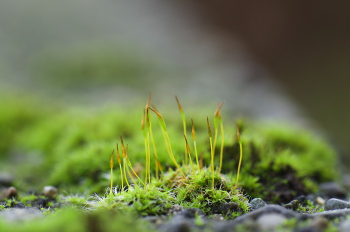 Moss