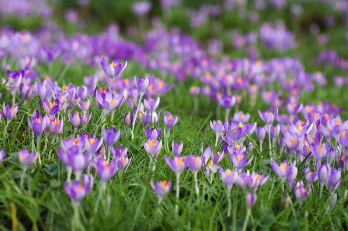 Crocuses