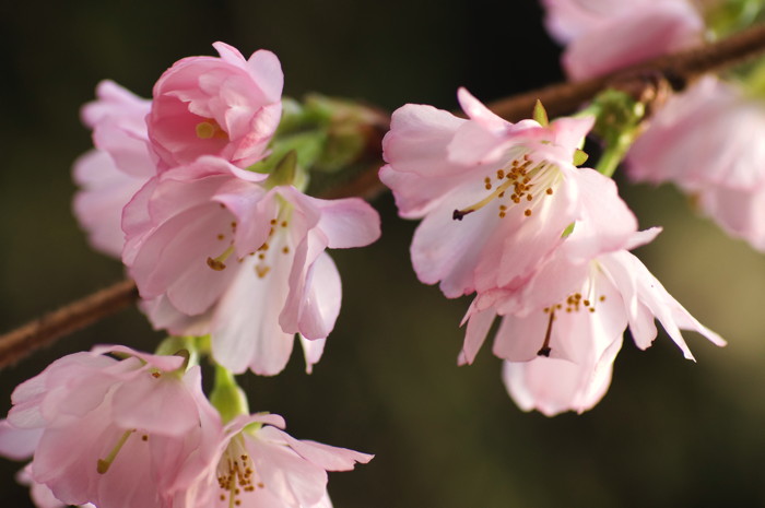 Cherry Blossoms