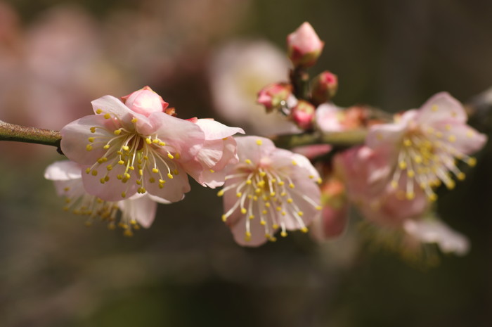 Pink Flowers