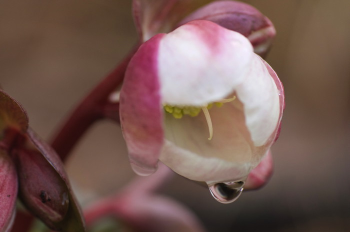 Wet Flower