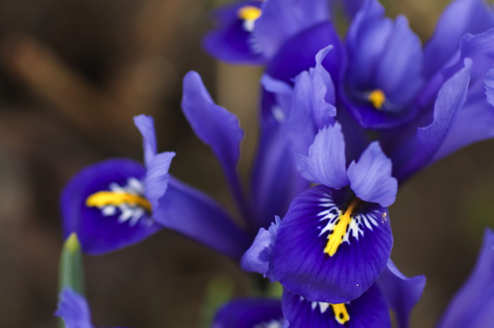 Iris