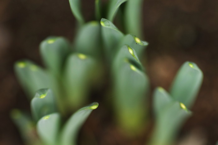 Daffodil Plants