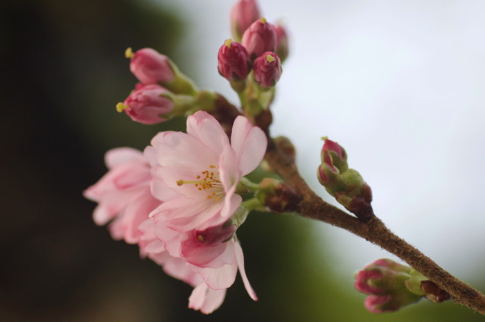 Cherry Blossoms