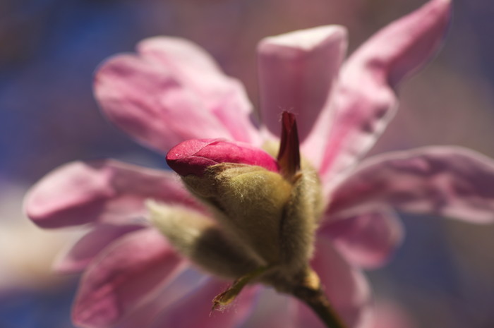 Magnolia Flower