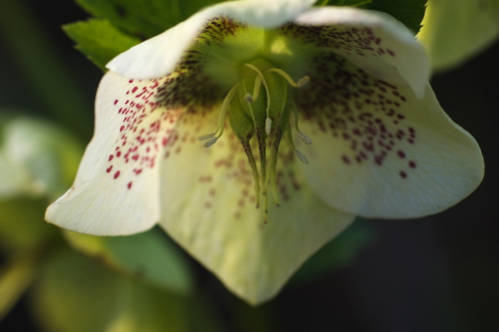 Green Flower