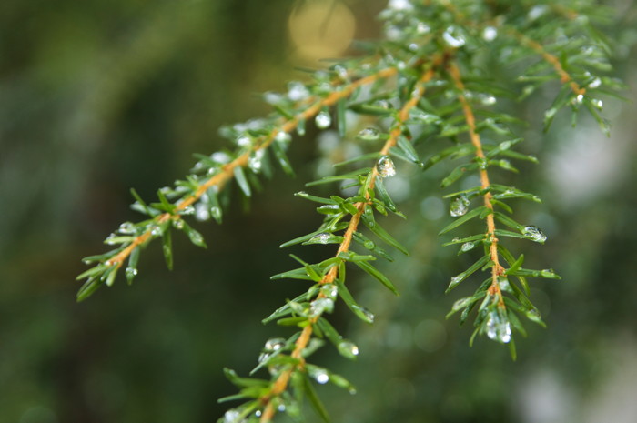 Icy Spruce