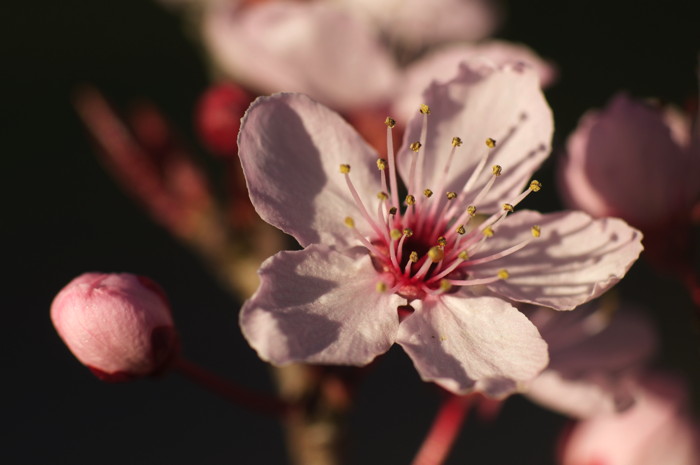 Cherry Blossoms