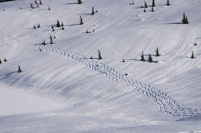 Foot Prints