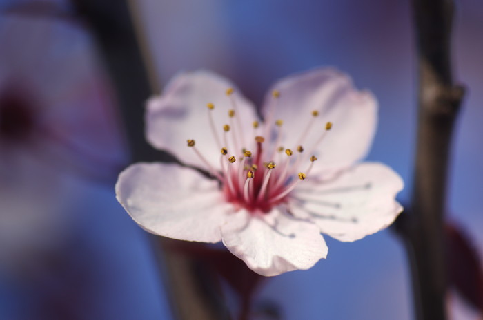 Cherry Blossom
