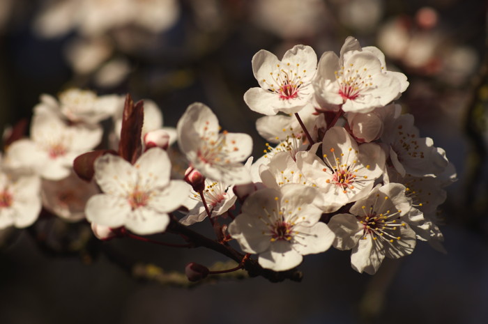 Cherry Blossoms