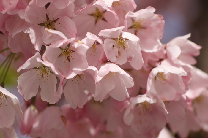 Pink Flowers