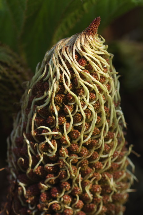 Plant