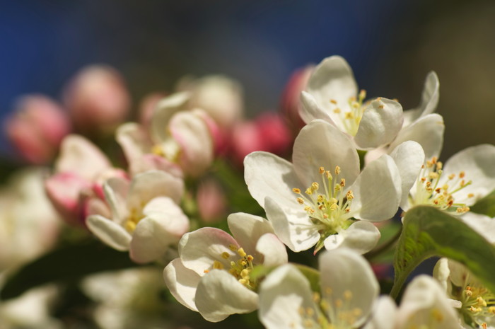 White Flowers