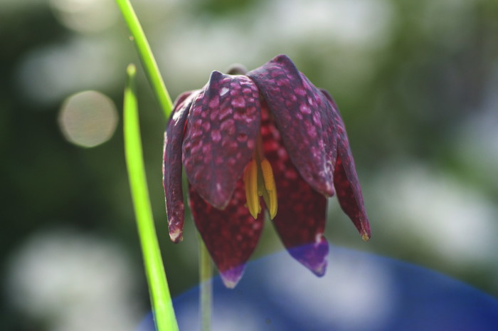 Purple Flower
