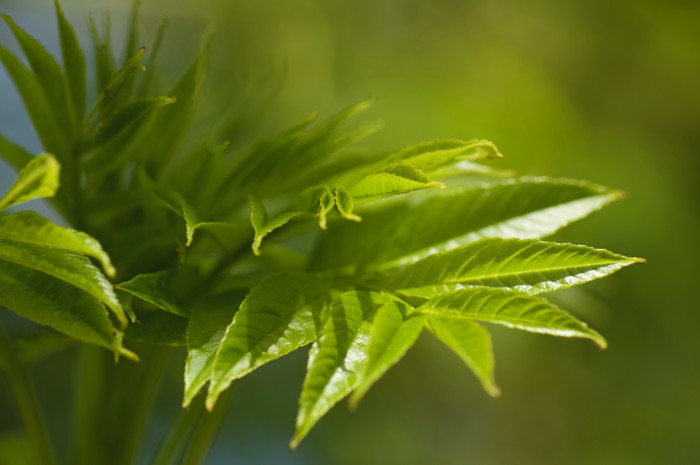 New Leaves