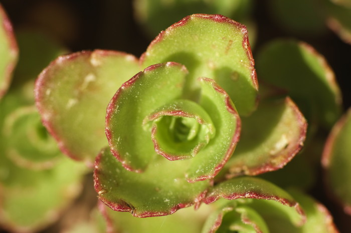 Succulent Plant