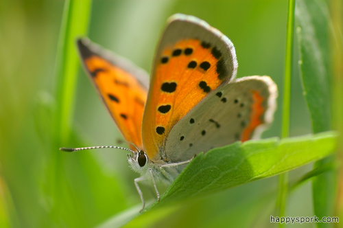 American Copper Butterfly