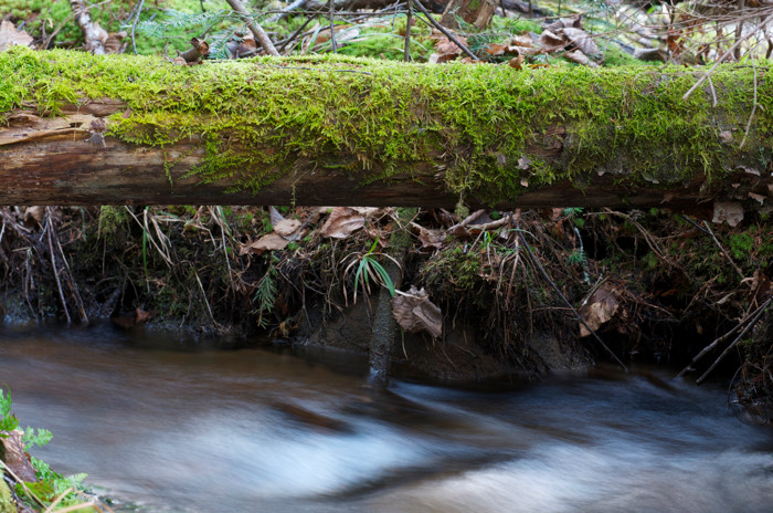 Mossy Log