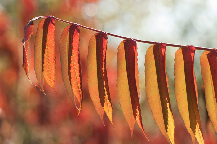 Sumac Bokeh