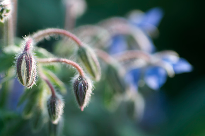 Bokeh In Blue