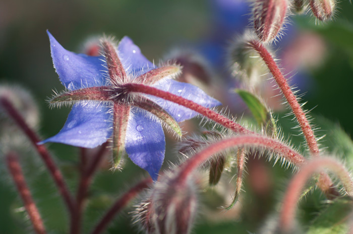 Blue Flower