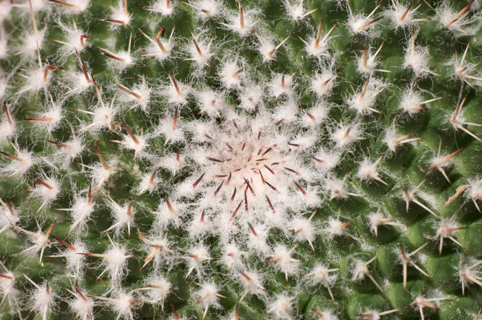 Spiky Spiral