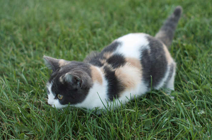 Kitty!