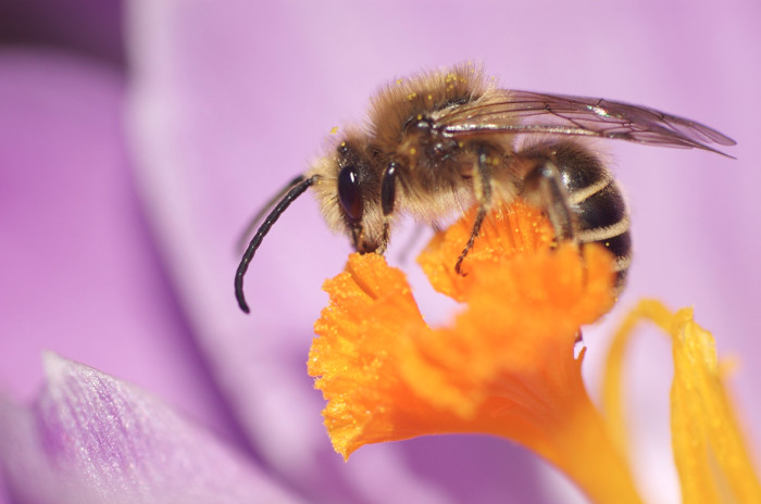 Crocus For Lunch