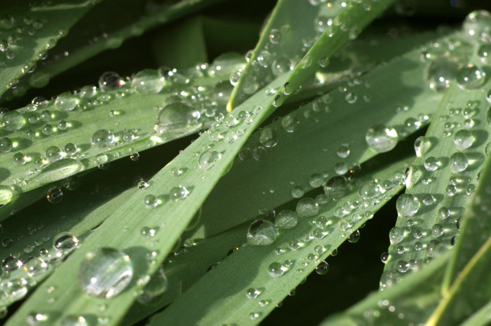 Wet Grass