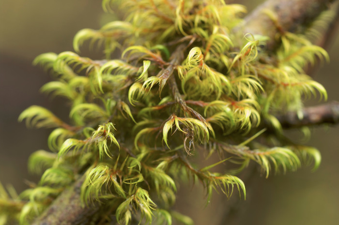Lichen