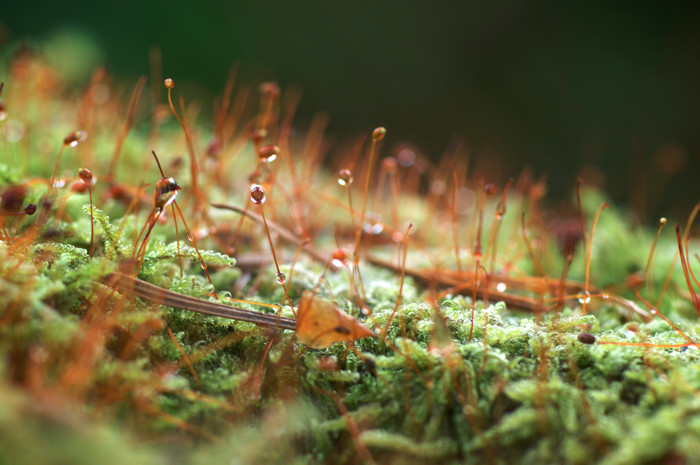 Wet Moss