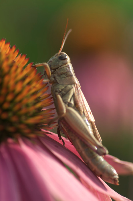 Grasshopper