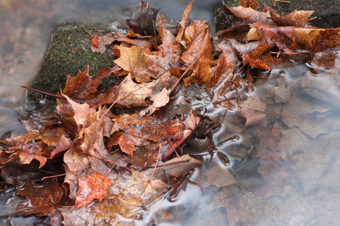 Leaf Wall