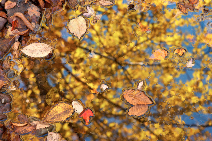 Golden Puddle