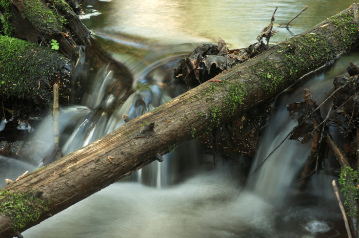 Forest Waterfall