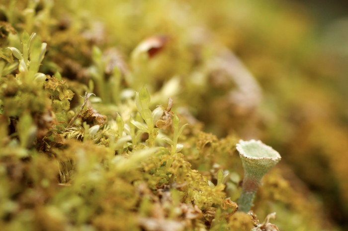 Lichen