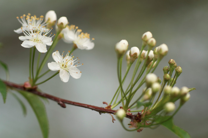 Cherry Blossoms