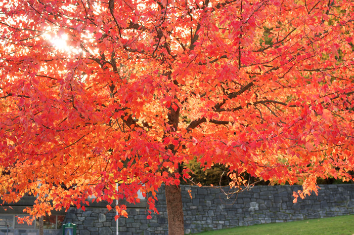 Fiery Tree