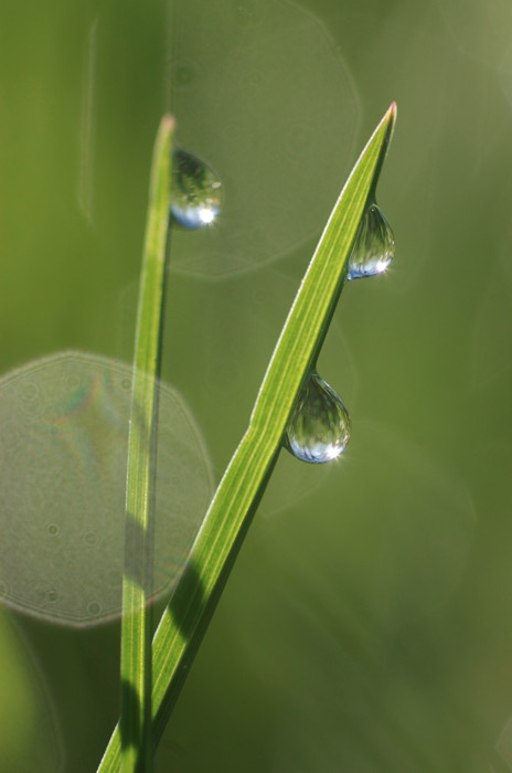 Dew Drops