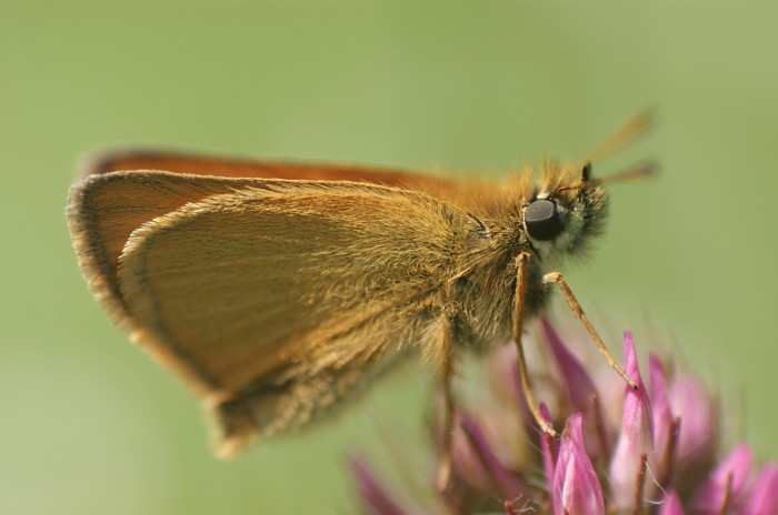 Skipper