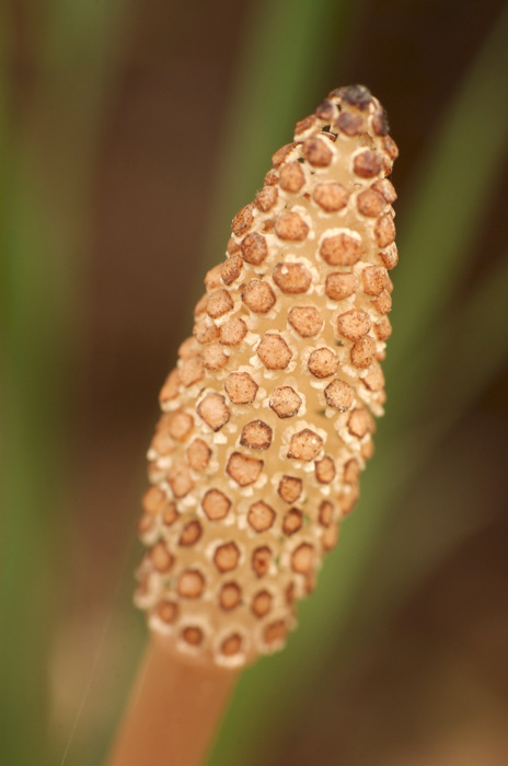 Horsetail