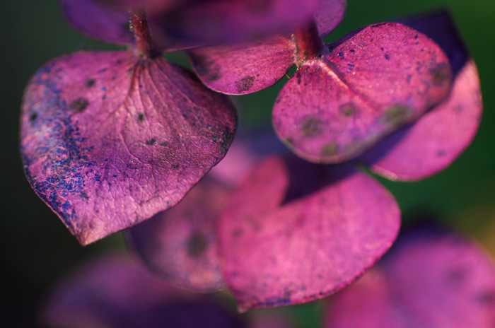 Purple Leaves