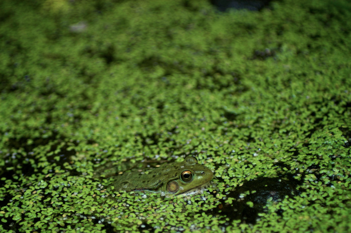 Green Frog